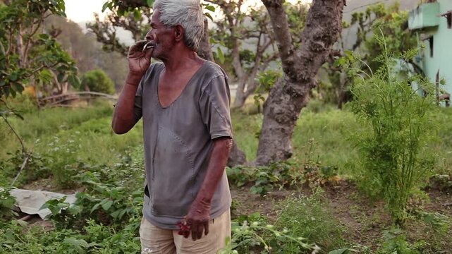A video scene of an elderly Indian man, around 80&ndash;85 years old, working in a field while smoking a bidi, the traditional handmade leaf cigarette, capturing raw authenticity and the tough simplicity of