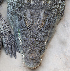 Nilkrokodil - Nile crocodile - Crocodylus niloticus