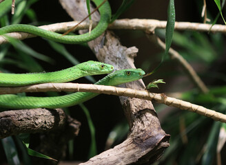 Gewöhnliche Mamba - Eastern green mamba