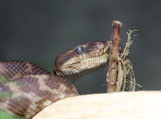 Rauschuppenpython - Rough-scaled python