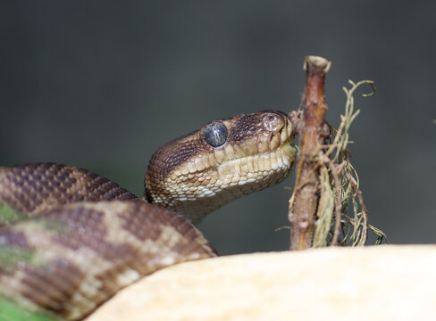 Rauschuppenpython - Rough-scaled python