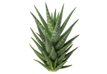 Aloe vera plant with spiky pointed leaves in transparent background
