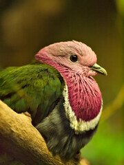 pink-headed dove