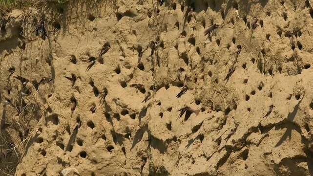 active sand martin colony, slomo, close 910