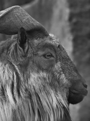 markhor black white