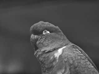 burrowing parrot