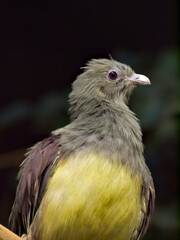 blue eye dove