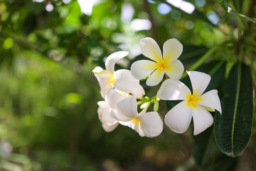 Close-up of white plumeria (frangipani) flowers with soft yellow centers, blooming in natural sunlight. Lush green background with gentle bokeh creates a tropical, serene and fresh atmosphere