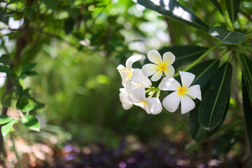 Close-up of white plumeria (frangipani) flowers with soft yellow centers, blooming in natural sunlight. Lush green background with gentle bokeh creates a tropical, serene and fresh atmosphere