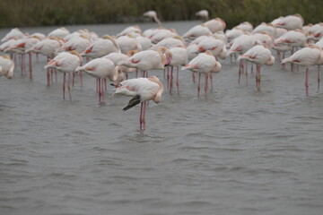    Picchio rosso maggiore (Dendrocopos major)                                