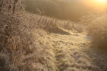 Morning sun on the Vineyard path