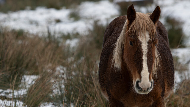 Portrait of a wild horse in a snowy background.