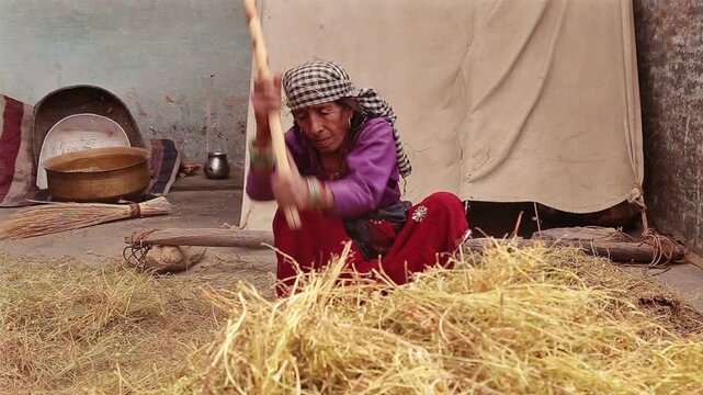 An elderly woman and man stand in front of their Uttarakhand village hut, beating millet with a wooden stick using the traditional rural threshing method, reflecting hard village life in the mountains