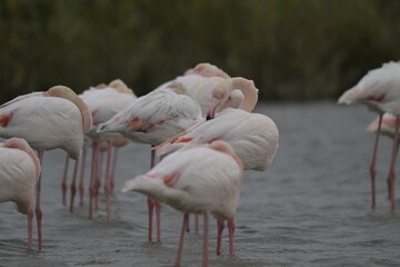 flamingos on water surface