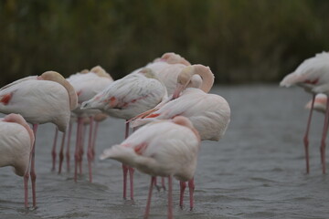 flamingos on water surface