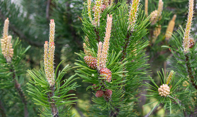 Common pine, a branch with cones on a natural background