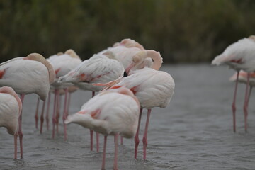 flamingos on water surface