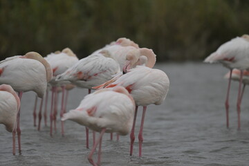 flamingos on water surface