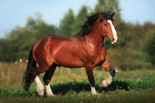 Vladimir stallion Vakhtan