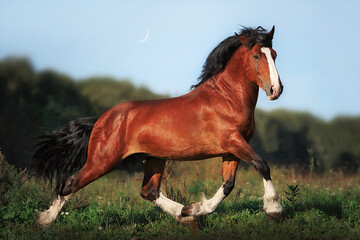 Vladimir stallion Vakhtan