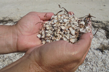 small seashells with seaweed in men's palms