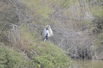 flamingos on water surface