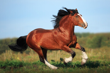 Vladimir stallion Vakhtan