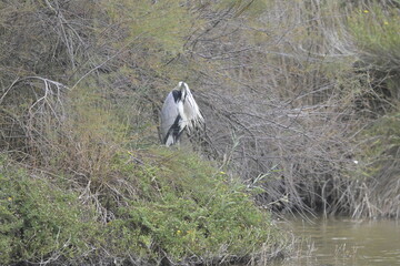flamingos on water surface