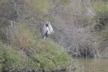 flamingos on water surface