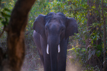 Fototapeta premium A wild Asian elephant stands tall in the forest of Jim Corbett National Park, emerging through soft light and dust as it watches alertly from between the trees.