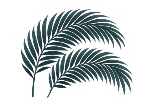 Tropical green palm leaves fronds creating exotic natural botanical decor elements with transparent background