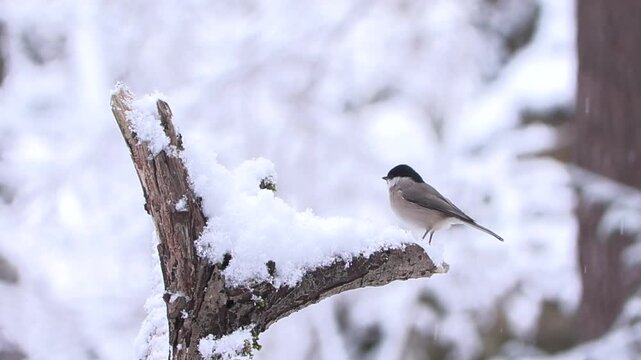 Cincia bigia sotto la nevicata &ndash; Marsh tit in snowfall &ndash; Poecile palustris