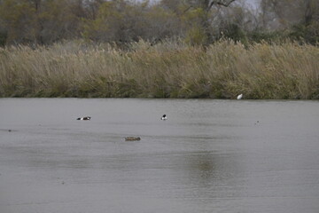 Chroicocephalus ridibundus), in un ambiente acquatico.
