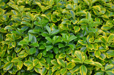 Euonymus japonicus Aureomarginatus an evergreen shrub leaves background