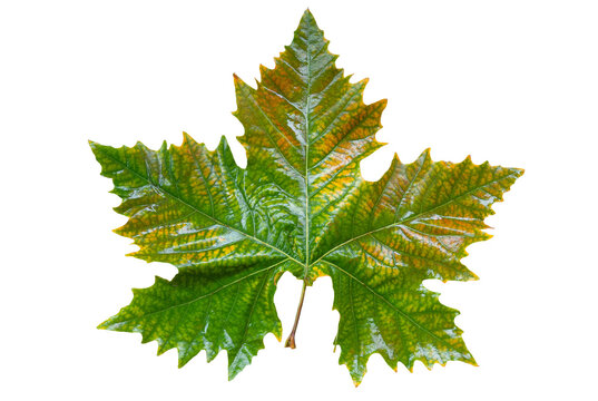 Platan autumn green  wet leaf