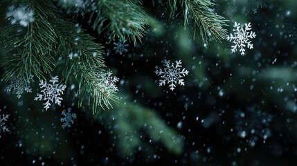 Delicate snowflakes gently rest on dark green pine needles, creating a serene and frosty winter scene in a forest