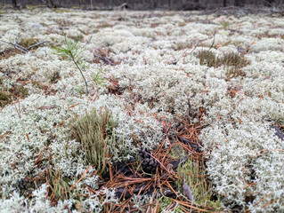 White moss massive landscape - textured gray natural background.