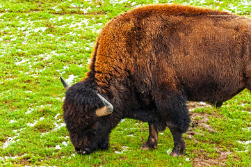 Free roaming bison in the Yellowstone National Park