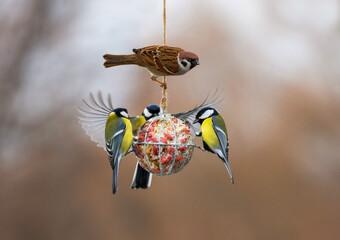 a group of hungry birds tits and sparrows flying near a ball of a feeder with nuts in a winter garden © nataba