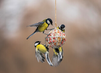 a group of hungry tits birds flying near a ball of a feeder with nuts in a winter garden © nataba