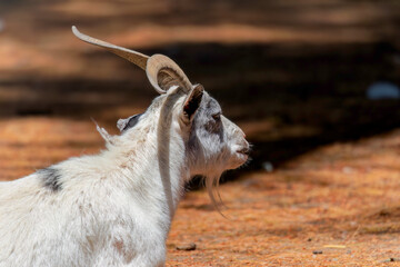 The American and African Pygmy goat is an American breed of achondroplastic goat.