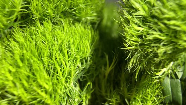 Macro Shot of Lush Green Moss Texture