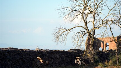 Ancient Roman ruins with weathered brick walls and a majestic leafless tree standing under a clear...