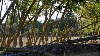 Weathered stone wall marking the boundary of a field with lichen-covered tree trunks and green foliage, evoking historical landscapes along Appia Antica