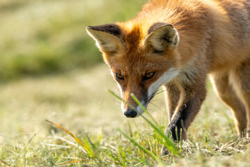 Fototapeta premium A young wild red fox searches for food on the dunes of Pramort Baltic Sea creating an authentic natural wildlife scene