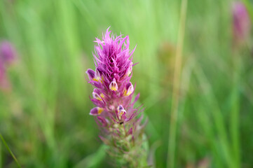 Annual herbaceous plant Melampyrum arvense.