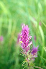 Annual herbaceous plant Melampyrum arvense.