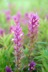Annual herbaceous plant Melampyrum arvense.