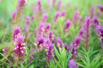 Annual herbaceous plant Melampyrum arvense.