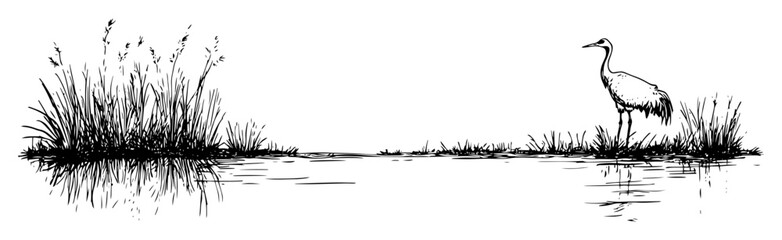 Fototapeta premium crane bird standing in water landscape sketch vector illustration